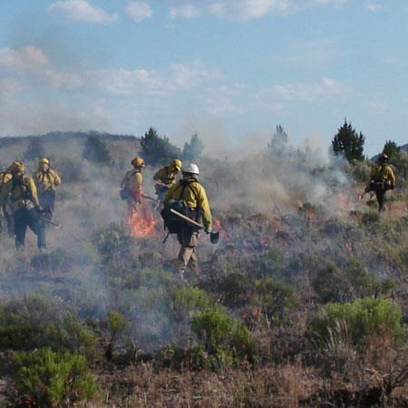 Wildland Fire Forestry CC