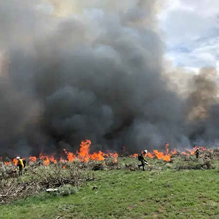Several wildland firefighters managing a brush fire during the day.