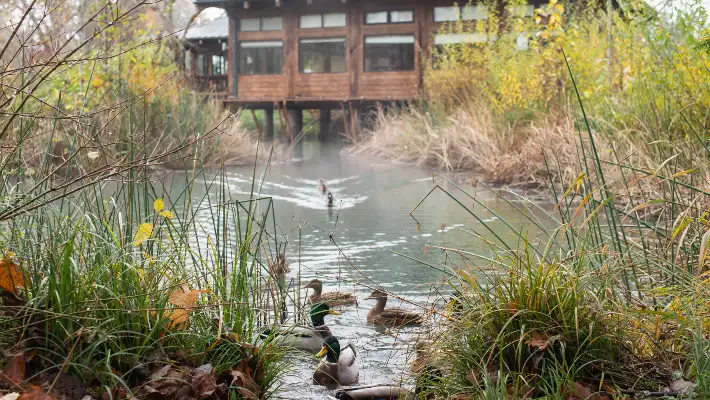 Ducks swimming outside the ELC