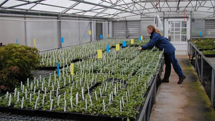 Person tending to an indoor garden