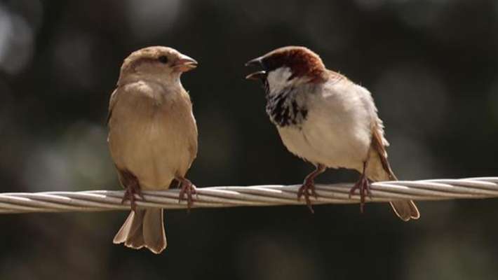 Two small birds resting on a wire