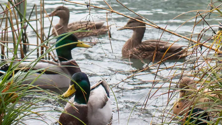 Ducks floating in water