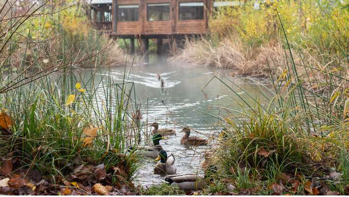 Ducks swimming in a river next to the ELC