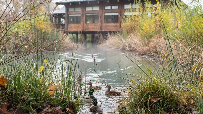 Ducks in the water at CCC's Environmental Learning Center