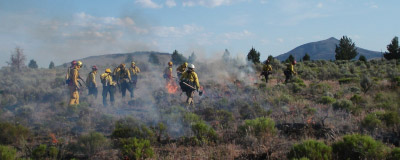 Wildland Fire Forestry CC