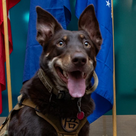 343A0271 Service dog in front of flags